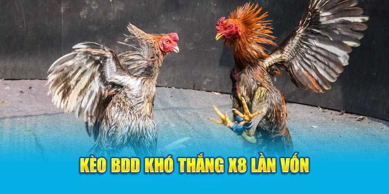 Kèo BDD khó thắng x8 lần vốn  