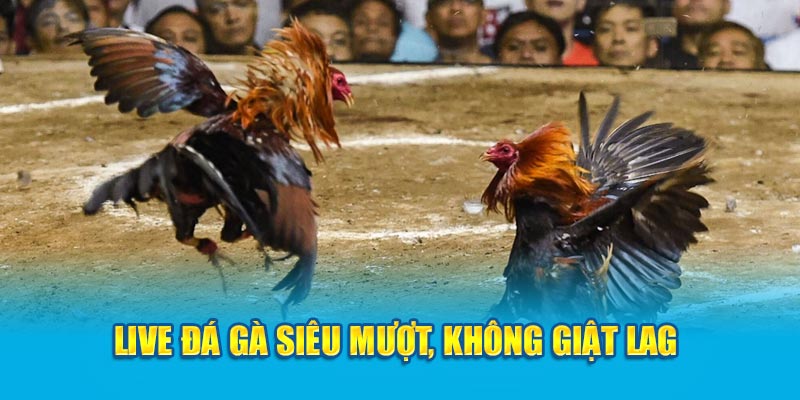 Live đá gà siêu mượt. không giật lag 